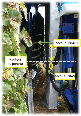 La machine à vendanger - quelles contraintes sur le palissage