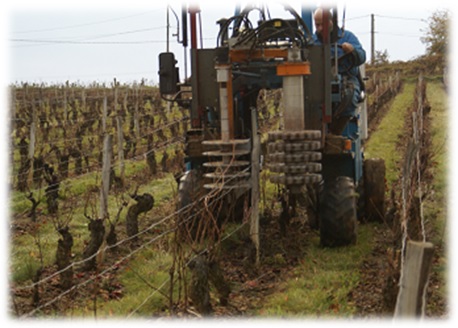 Le prétaillage des vignes - quelles contraintes sur le palissage