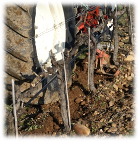 Le travail du sol dans les vignes - quelles contraintes sur le palissage