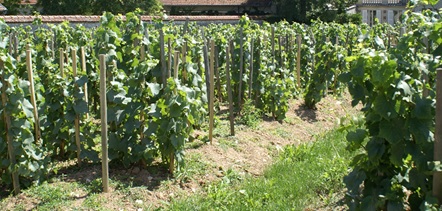Le palissage