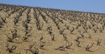 Le palissage