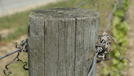 Le palissage
