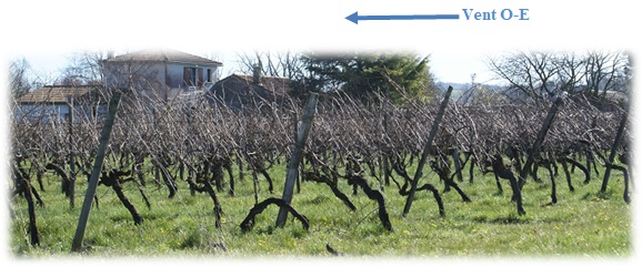 Les sens du vent sur la vigne et le palissage. 