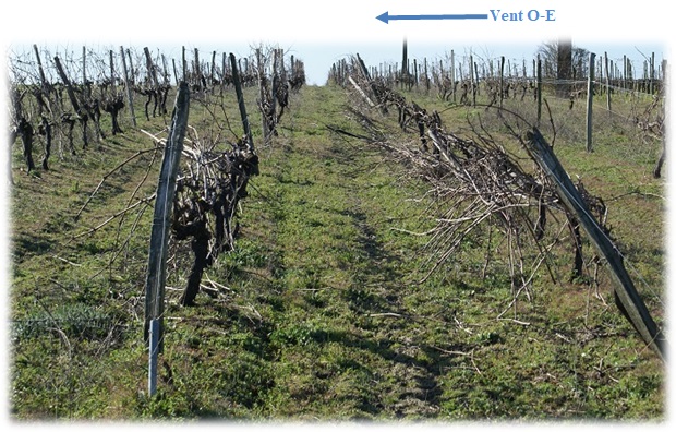 Les sens du vent sur la vigne et le palissage. 