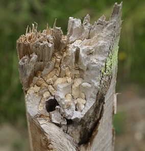 Durabilité des piquets bois de palissage