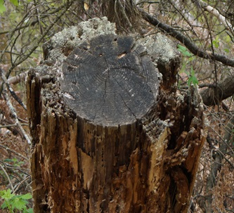 Durabilité des piquets bois de palissage