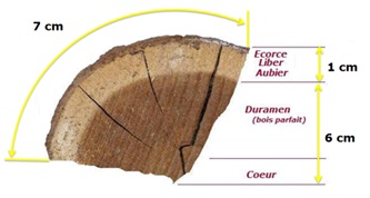 l'écorcage d'un piquet bois