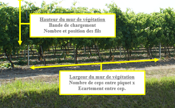 Contraintes horizontales sur le piquet de rang