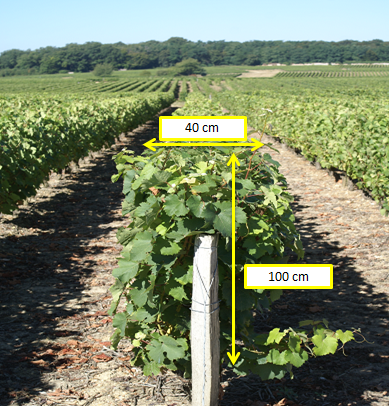 Contraintes horizontales sur le piquet de rang