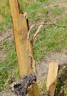 Conseils de pose des piquets de palissage