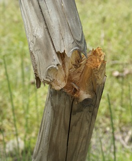 Conseils de pose des piquets de palissage