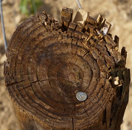Conseils de pose des piquets de palissage