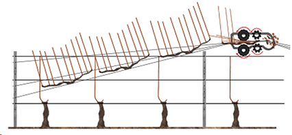 Ecarteur pour le palissage de la vigne