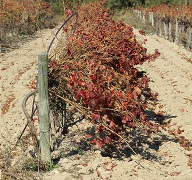 Ecarteur pour le palissage de la vigne