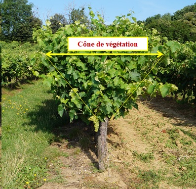 Ecarteur pour le palissage de la vigne