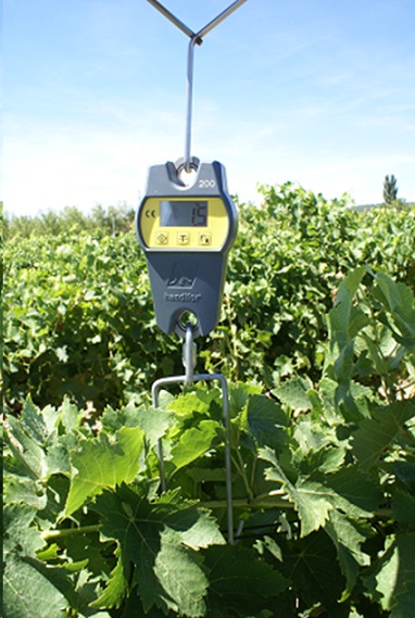 Ecarteur pour le palissage de la vigne