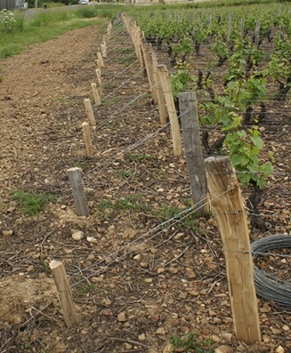 Les amarres de palissage