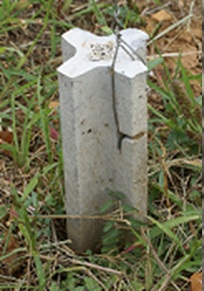 Les amarres de palissage