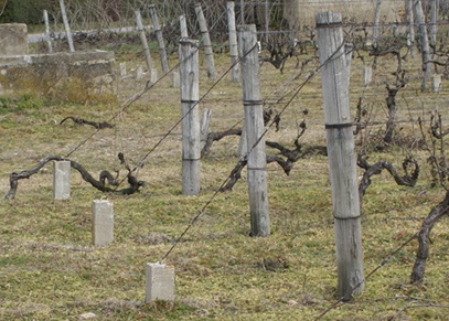 Les amarres de palissage