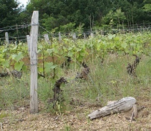 Les amarres de palissage