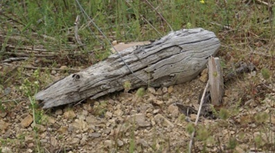 Les amarres de palissage