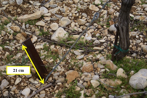 Les amarres de palissage