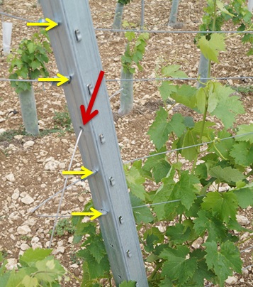Les efforts des fils de palissage