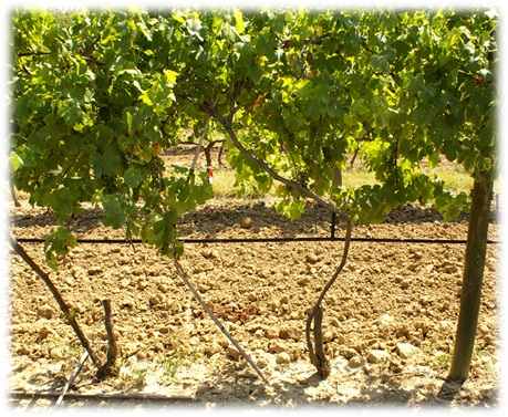 tuteur des plantation - le flambement des tuteurs