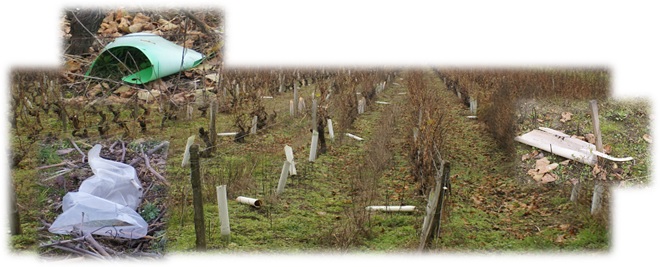 Manchon de protection pour la vigne