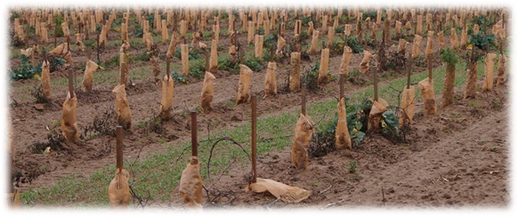 Manchon de protection pour la vigne