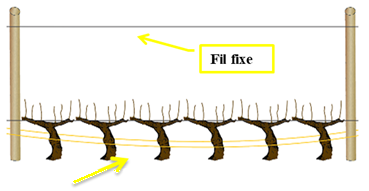 Comment poser les agrafes vigne au moment du relevage