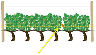Comment poser les agrafes vigne au moment du relevage