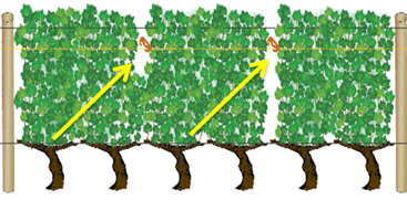 Comment poser les agrafes vigne au moment du relevage