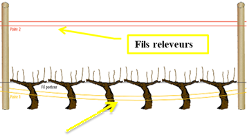 Comment poser les agrafes vigne au moment du relevage