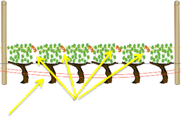 Comment poser les agrafes vigne au moment du relevage