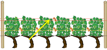 Comment poser les agrafes vigne au moment du relevage