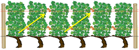 Comment poser les agrafes vigne au moment du relevage