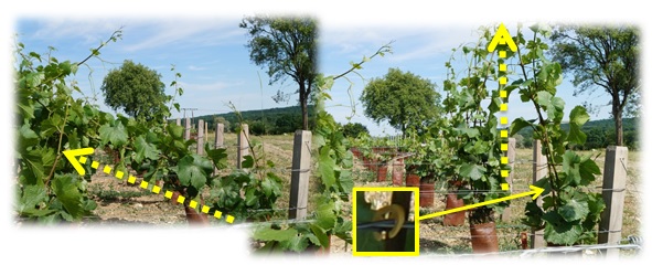 Agrafe à vigne - rôles des agrafes à vigne