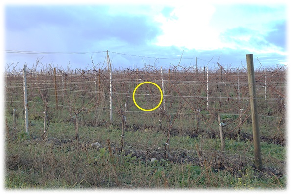 Agrafe à vigne - rôles des agrafes à vigne