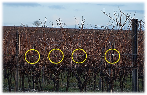 Agrafe à vigne - rôles des agrafes à vigne