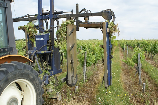 Le cout de la plantation - les 2° année après la plantation de la parcelle - TECHNIS'Budget