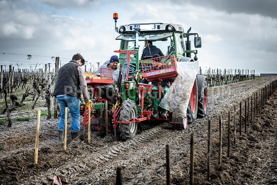 Le cout de la plantation - l'installation du palissage - TECHNIS'Budget