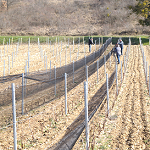 Solution pour protéger sa vigne