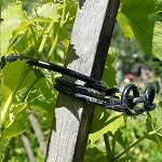 Solution pour maintenir la vigne sur échalas